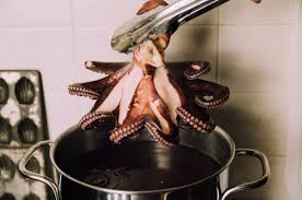 We did not find results for: Polpo 10 Errori Da Non Fare Dissapore