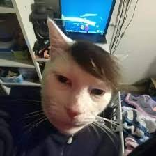 What do you think my cats name is? : r/GenZ