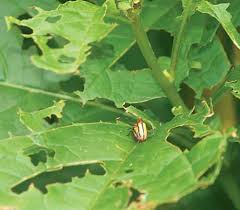 A head, a thorax, and an abdomen. Three Lined Potato Beetle Garden Gate
