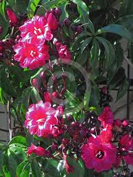 Image result for Ipomoea horsfalliae