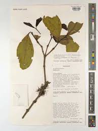 Image result for Lijndenia sp. cf barteri