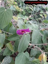 Image result for Dalechampia capensis