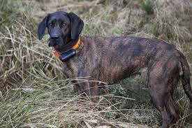 Image result for hannoverský barvář