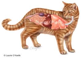 Important part of the nervous system. Cat Diagram Archives Laurie O Keefe Illustration