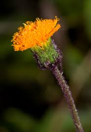 Image result for Crassocephalum uvens