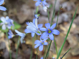 Image result for Syncolostemon sp. nov. aff. teucriifolius