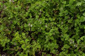 Image result for Stachys aethiopica