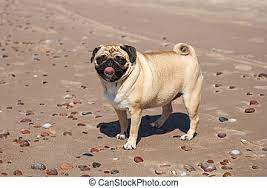 Finding wallpapers view all subcategories. Pug On The Beach Wet Little Pug Standing On The Beach Canstock