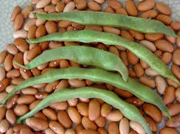 We did not find results for: Romano 14 Bush Snap Bean