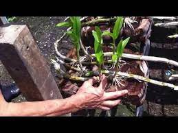 How To Propagate Dendrobium Orchids The Most Effective Way Youtube Dendrobium Orchids Care Orchid Propagation Dendrobium Orchids