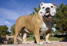 The goals and purposes of this breed standard the olde english bulldogge is a muscular, medium sized dog of great strength, and possessed of fluid. Rasseportrait English Bulldog Charakter Eigenschaften Deine Tierwelt De Magazin