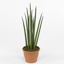 Sansevieria Bacularis Plants Low Light Plants Houseplants