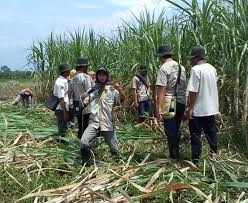 Didihkan daun mangga dalam air, lalu minum dengan sedikit madu bisa membantu menyembuhkan batuk secara efektif. Keren Tanaman Tebu Png Bunga Hias