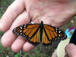 Mariposa Monarca Michoacan Mexico Opiniones Sobre Santuario De Mariposas Monarca El Rosario Mexico Central Y Costa Del Golfo Mexico Comentarios Tripadvisor