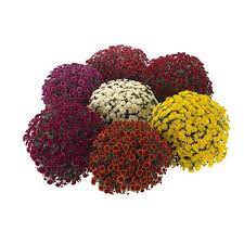 Plant Chrysanthemum 140mm Pixie Mum Chrysanthemum Plants Pixie
