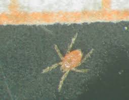 Image result for Trombicula autumnalis