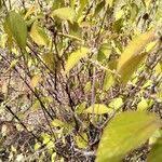 Image result for Grewia holstii