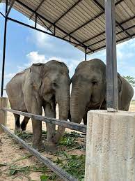 Thailand | Come With Me As I Spend An Afternoon With The Elephants — Blonde Voyage Nashville