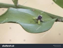 Image result for Piaranthus atrosanguineus
