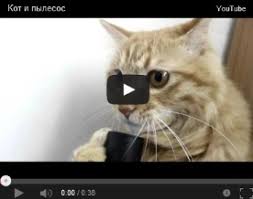 koshki myaukayut 5 video