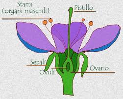 Fiorellini a grappolo profumatissimi che crescono inizio primavera. Il Diario Di Un Esploratore Della Meraviglia Il Laboratorio Di Astronotus