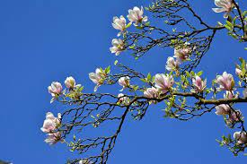 pixabay上的免费图片 玉兰 白玉兰树 鲜花 春天 面朝大海春暖花开 树 厂 magnolia trees magnolia flowers