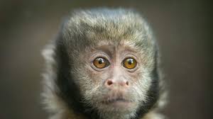 Zoo Hires Marvin Gaye Impersonator To Help Animals "Get It On"