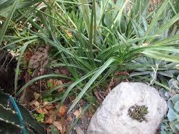 Image result for Aloe inyangensis