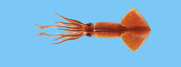 Vi bidrar till samhällsutveckling genom forskning, utbildning och samverkan. Tintenfisch Humboldt Kalmar Der Wwf Fischratgeber