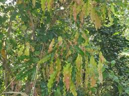 Image result for Glenniea