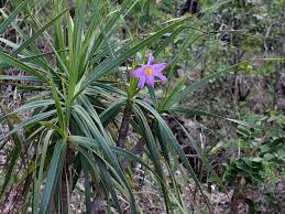 Image result for Velloziaceae