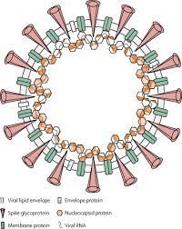 1 there is speculation 2 that the allergic reaction may be triggered by polyethylene glycol. Sars Cov 2 Immunity Review And Applications To Phase 3 Vaccine Candidates The Lancet