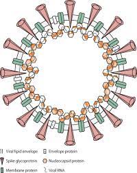 Chinese new year is one of the most widely celebrated festivals in singapore. Sars Cov 2 Immunity Review And Applications To Phase 3 Vaccine Candidates The Lancet