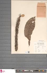 Image result for Caloncoba crepiniana