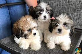 So far we have explored the prices and description of the most popular dog breeds available for sale. Http Opac Gdctral Ac In Jyss Asp Iid 124243188 Cid 30