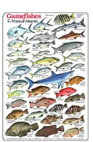 Hawaiian Fish Id Chart Game Fish Of The Tropical Atlantic