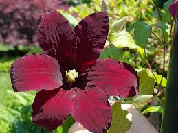 We did not find results for: Guide To Growing Clematis Vines Flowers Gardening Blooming Secrets
