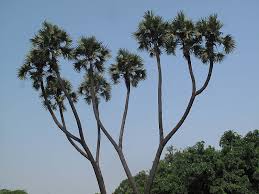 Image result for Hyphaene