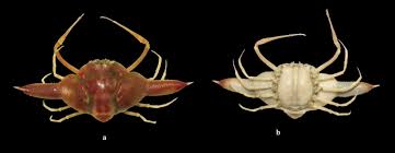 Image result for Cribbia brachyceras