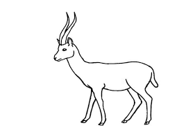 How to draw an impala animal step by step. How To Draw A Gazelle Step By Step Easy Animals 2 Draw