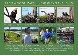 Eagle Creek Ornithology...