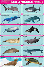 sea animals pictures chart imaganationface org