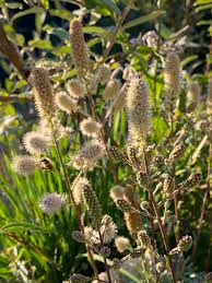 Image result for Emilia caespitosa