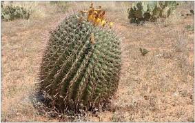 You cannot send a trip with multiple destinations to your mobile device, so this option will be grayed out. Ferocactus Wislizeni Subsp Ajoensis Cactaceae A New Subspecies From South Western Arizona