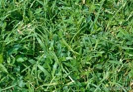 Image result for Vigna hosei