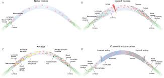 (former general manager & director). Frontiers Macrophage Mediated Tissue Vascularization Similarities And Differences Between Cornea And Skin Immunology