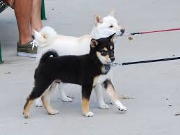 Black And Tan Shiba Inu Female Shiba Inu Puppy Shiba Inu Dog Cute Animals