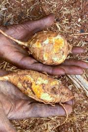 Image result for Coccinia sessilifolia