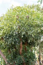 Image result for Cussonia corbisieri