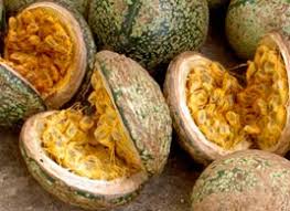 Image result for Voacanga africana